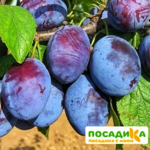 Слива Чачакская ранняя купить по цене от 229.00р. в интернет-магазине «Посадика» с доставкой почтой в в Читае и по всей России – [изображение №1].