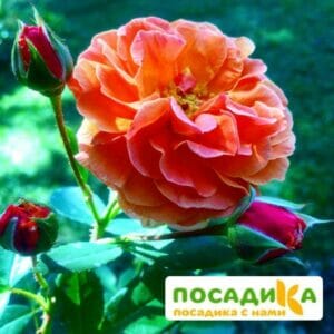 Роза Арабия купить по цене от 350.00р. в интернет-магазине «Посадика» с доставкой почтой в в Читае и по всей России – [изображение №1].