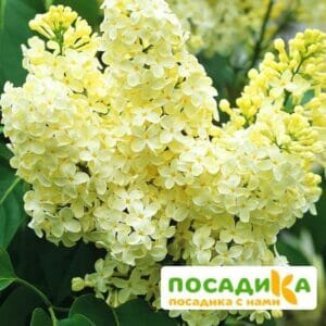 Сирень Примроуз (Primrose) купить по цене от 529.00р. в интернет-магазине «Посадика» с доставкой почтой в в Читае и по всей России – [изображение №1].