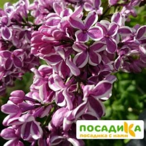 Сирень Сенсация купить по цене от 529.00р. в интернет-магазине «Посадика» с доставкой почтой в в Читае и по всей России – [изображение №1].