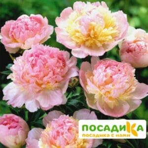 Пион Распберри Сандей (Paeonia Raspberry Sundae) купить по цене от 959р. в интернет-магазине «Посадика» с доставкой почтой в в Читае и по всей России – [изображение №1].