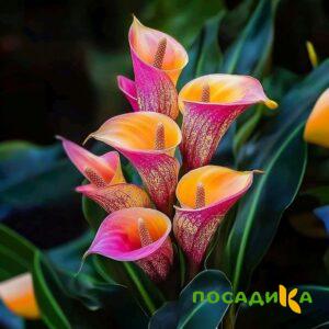 Калла Оникс купить по цене от 450р. в интернет-магазине «Посадика» с доставкой почтой в в Читае и по всей России – [изображение №1].