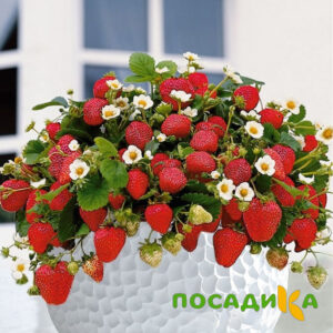 Клубника Рубиновый Шепот (горшечная) купить по цене от 240р. в интернет-магазине «Посадика» с доставкой почтой в в Читае и по всей России – [изображение №1].