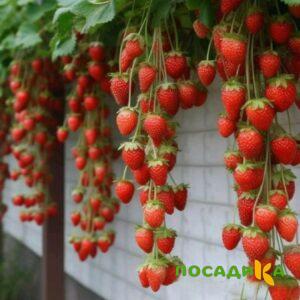 Клубника вьющаяся Комплимент купить по цене от 470р. в интернет-магазине «Посадика» с доставкой почтой в в Читае и по всей России – [изображение №1].