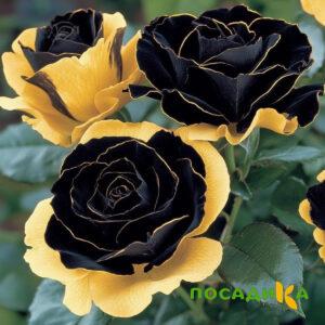 Роза Ханни Сикл купить по цене от 700р. в интернет-магазине «Посадика» с доставкой почтой в в Читае и по всей России – [изображение №1].