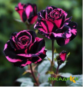 Роза Багровый Шепот купить по цене от 366р. в интернет-магазине «Посадика» с доставкой почтой в в Читае и по всей России – [изображение №1].