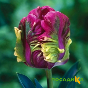 Тюльпан Экзотик Хэвен купить по цене от 186р. в интернет-магазине «Посадика» с доставкой почтой в в Читае и по всей России – [изображение №1].